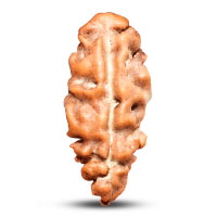 1 mukhi java